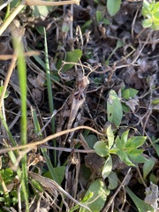 Encoptolophus costalis