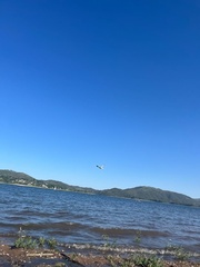 Chroicocephalus maculipennis