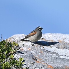 Emberiza capensis capensis