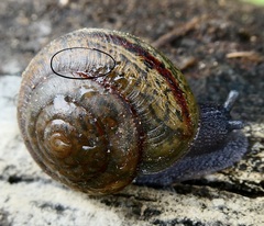 Helminthoglypta traskii