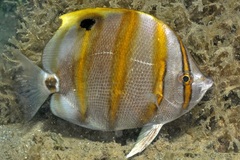 Eye-Spot Butterflyfish photo 3