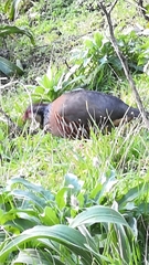 Alectoris rufa hispanica