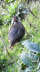 Alectoris rufa hispanica