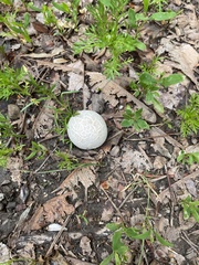 Calbovista subsculpta