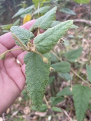 Howittia trilocularis