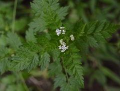 Valeriana chaerophylloides