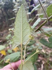 Howittia trilocularis