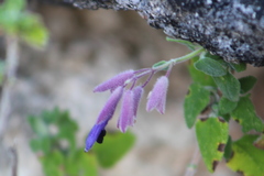 Salvia semiatrata