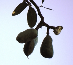Hymenaea