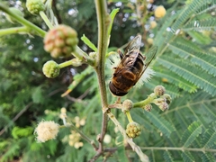Palpada mexicana