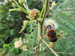 Palpada mexicana