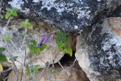 Salvia semiatrata