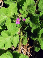 Erodium malacoides