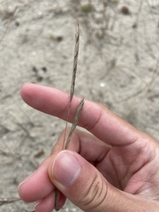 Sporobolus pumilus