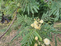 Senegalia berlandieri