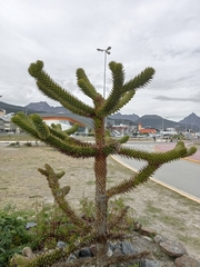 Araucaria araucana
