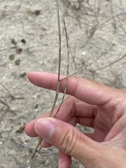 Sporobolus pumilus