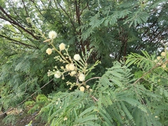 Senegalia berlandieri