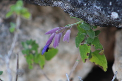 Salvia semiatrata