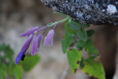 Salvia semiatrata