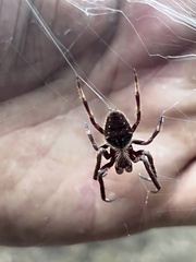 Hortophora