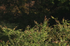 Icterus spurius