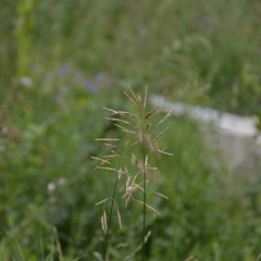 Bromus inermis