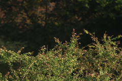 Icterus spurius