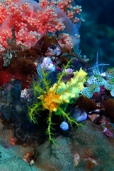 Colochirus robustus