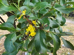 Berberis chochoco