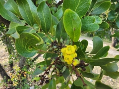 Berberis chochoco