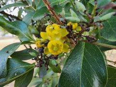 Berberis chochoco