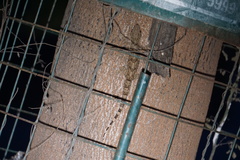 Hemidactylus leschenaultii