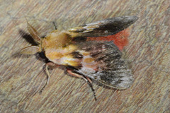 Aidos perfusa