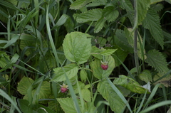 Rubus idaeus