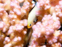 Dascyllus marginatus