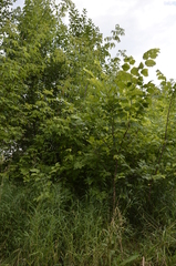 Ulmus laevis