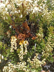 Gaultheria crassa