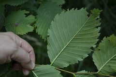 Ulmus laevis