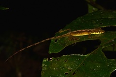 Anolis gracilipes