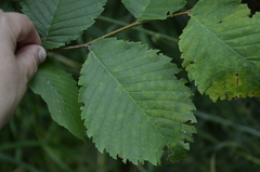 Ulmus laevis