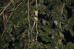 Calotes versicolor