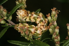 Cucullia absinthii