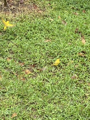 Sicalis flaveola