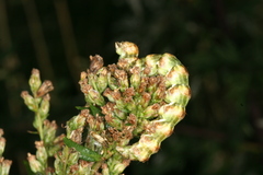 Cucullia absinthii