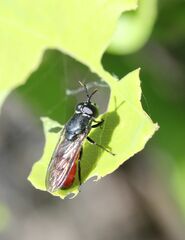 Psarus abdominalis