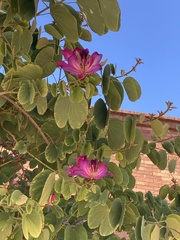 Bauhinia variegata