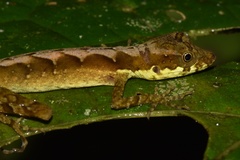 Anolis gracilipes
