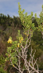 Roepera flexuosa