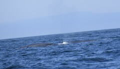 Balaenoptera musculus